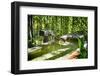 Pure Bamboo Spring-George Oze-Framed Photographic Print