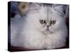 Pure Bred White Persian Domestic Cat-Lynn M^ Stone-Stretched Canvas