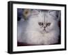 Pure Bred White Persian Domestic Cat-Lynn M^ Stone-Framed Photographic Print