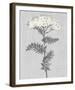 Pure Garden - Bloom-Belle Poesia-Framed Giclee Print