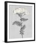 Pure Garden - Bloom-Belle Poesia-Framed Giclee Print