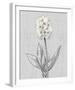 Pure Garden - Elegance-Belle Poesia-Framed Giclee Print