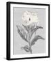 Pure Garden - Flourish-Belle Poesia-Framed Giclee Print