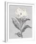 Pure Garden - Flourish-Belle Poesia-Framed Giclee Print