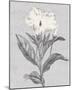 Pure Garden - Flourish-Belle Poesia-Mounted Giclee Print