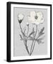 Pure Garden - Radiance-Belle Poesia-Framed Giclee Print