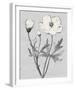 Pure Garden - Radiance-Belle Poesia-Framed Giclee Print