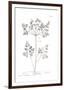 Pure Herbal - Chervil-Elizabeth Blackwell-Framed Giclee Print