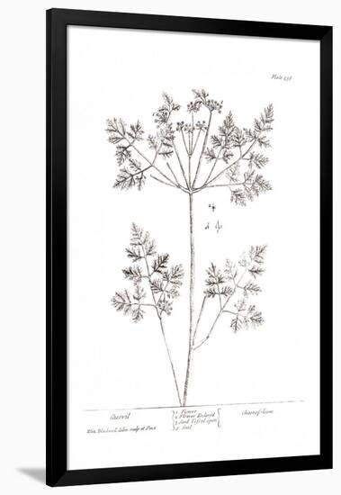 Pure Herbal - Chervil-Elizabeth Blackwell-Framed Giclee Print