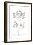 Pure Herbal - Chervil-Elizabeth Blackwell-Framed Giclee Print