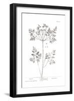 Pure Herbal - Chervil-Elizabeth Blackwell-Framed Giclee Print