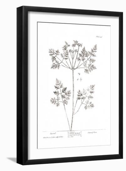 Pure Herbal - Chervil-Elizabeth Blackwell-Framed Giclee Print