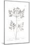 Pure Herbal - Chervil-Elizabeth Blackwell-Mounted Giclee Print