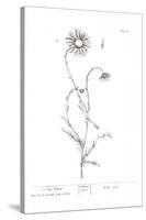 Pure Herbal - Ox Eye Daisy-Elizabeth Blackwell-Stretched Canvas