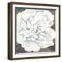 Pure Peony I-Kate Mawdsley-Framed Giclee Print