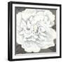 Pure Peony I-Kate Mawdsley-Framed Giclee Print