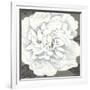 Pure Peony I-Kate Mawdsley-Framed Giclee Print