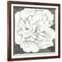 Pure Peony I-Kate Mawdsley-Framed Giclee Print