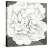 Pure Peony I-Kate Mawdsley-Stretched Canvas