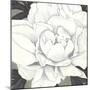 Pure Peony II-Kate Mawdsley-Mounted Giclee Print