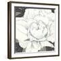 Pure Peony II-Kate Mawdsley-Framed Giclee Print