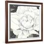 Pure Peony II-Kate Mawdsley-Framed Giclee Print