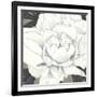 Pure Peony II-Kate Mawdsley-Framed Giclee Print