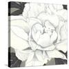 Pure Peony II-Kate Mawdsley-Stretched Canvas