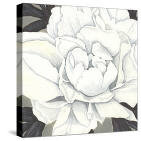 Pure Peony II-Kate Mawdsley-Stretched Canvas