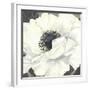 Pure Poppy II-Kate Mawdsley-Framed Giclee Print