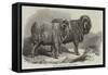 Pure Saxon Merino Rams, Exhibited at Breslau-Samuel John Carter-Framed Stretched Canvas
