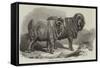 Pure Saxon Merino Rams, Exhibited at Breslau-Samuel John Carter-Framed Stretched Canvas