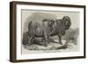 Pure Saxon Merino Rams, Exhibited at Breslau-Samuel John Carter-Framed Giclee Print