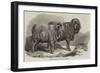 Pure Saxon Merino Rams, Exhibited at Breslau-Samuel John Carter-Framed Giclee Print