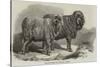 Pure Saxon Merino Rams, Exhibited at Breslau-Samuel John Carter-Stretched Canvas