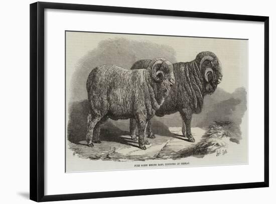 Pure Saxon Merino Rams, Exhibited at Breslau-Samuel John Carter-Framed Giclee Print