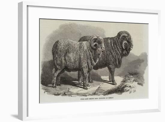 Pure Saxon Merino Rams, Exhibited at Breslau-Samuel John Carter-Framed Giclee Print