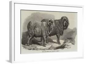 Pure Saxon Merino Rams, Exhibited at Breslau-Samuel John Carter-Framed Giclee Print