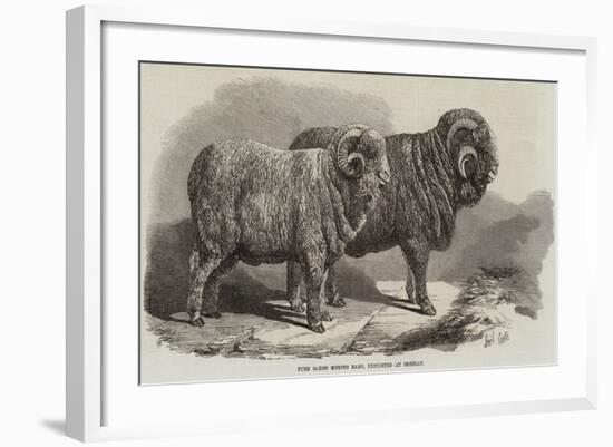 Pure Saxon Merino Rams, Exhibited at Breslau-Samuel John Carter-Framed Giclee Print