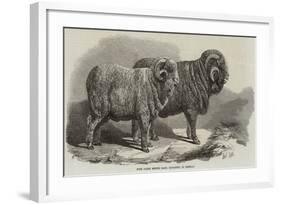 Pure Saxon Merino Rams, Exhibited at Breslau-Samuel John Carter-Framed Giclee Print