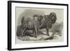 Pure Saxon Merino Rams, Exhibited at Breslau-Samuel John Carter-Framed Giclee Print