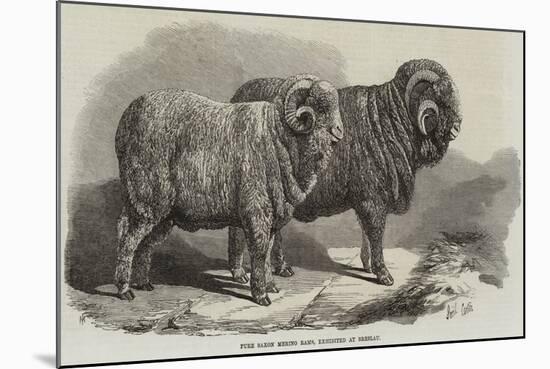 Pure Saxon Merino Rams, Exhibited at Breslau-Samuel John Carter-Mounted Giclee Print