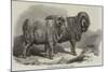 Pure Saxon Merino Rams, Exhibited at Breslau-Samuel John Carter-Mounted Giclee Print