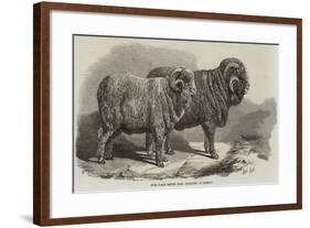 Pure Saxon Merino Rams, Exhibited at Breslau-Samuel John Carter-Framed Giclee Print