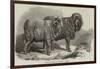 Pure Saxon Merino Rams, Exhibited at Breslau-Samuel John Carter-Framed Giclee Print