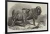 Pure Saxon Merino Rams, Exhibited at Breslau-Samuel John Carter-Framed Giclee Print