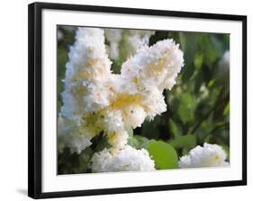 Pure White Lilac, 2018-Helen White-Framed Giclee Print