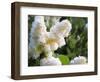 Pure White Lilac, 2018-Helen White-Framed Premium Giclee Print