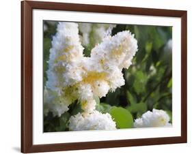 Pure White Lilac, 2018-Helen White-Framed Giclee Print