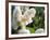 Pure White Lilac, 2018-Helen White-Framed Giclee Print